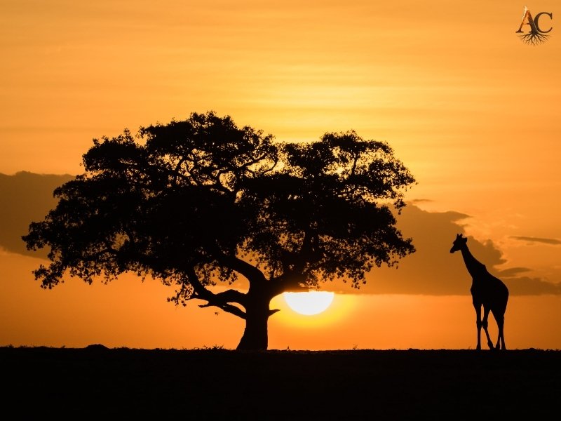 African Landscape
